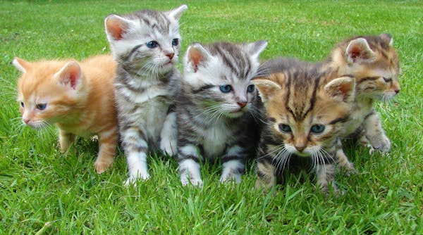 kittens-cat-cat-puppy-rush-45170