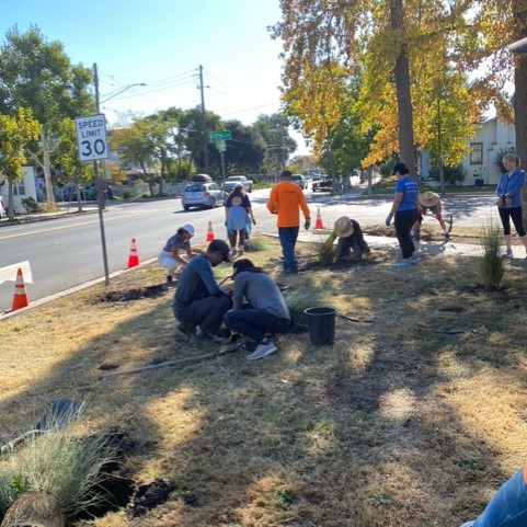 Many People Planting Native Grasses-11072023