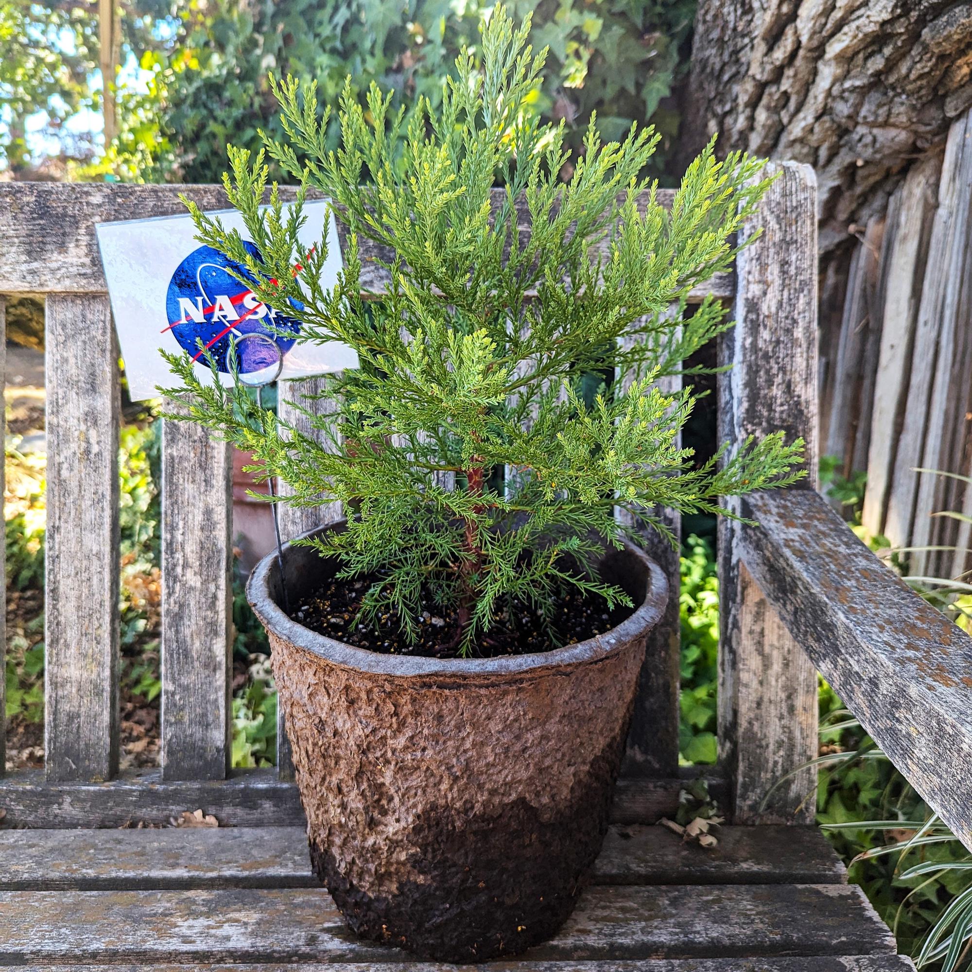 Moon tree on bench - square