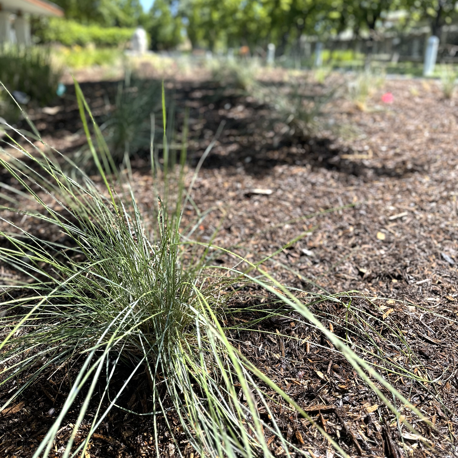 Carbon garden plant - square