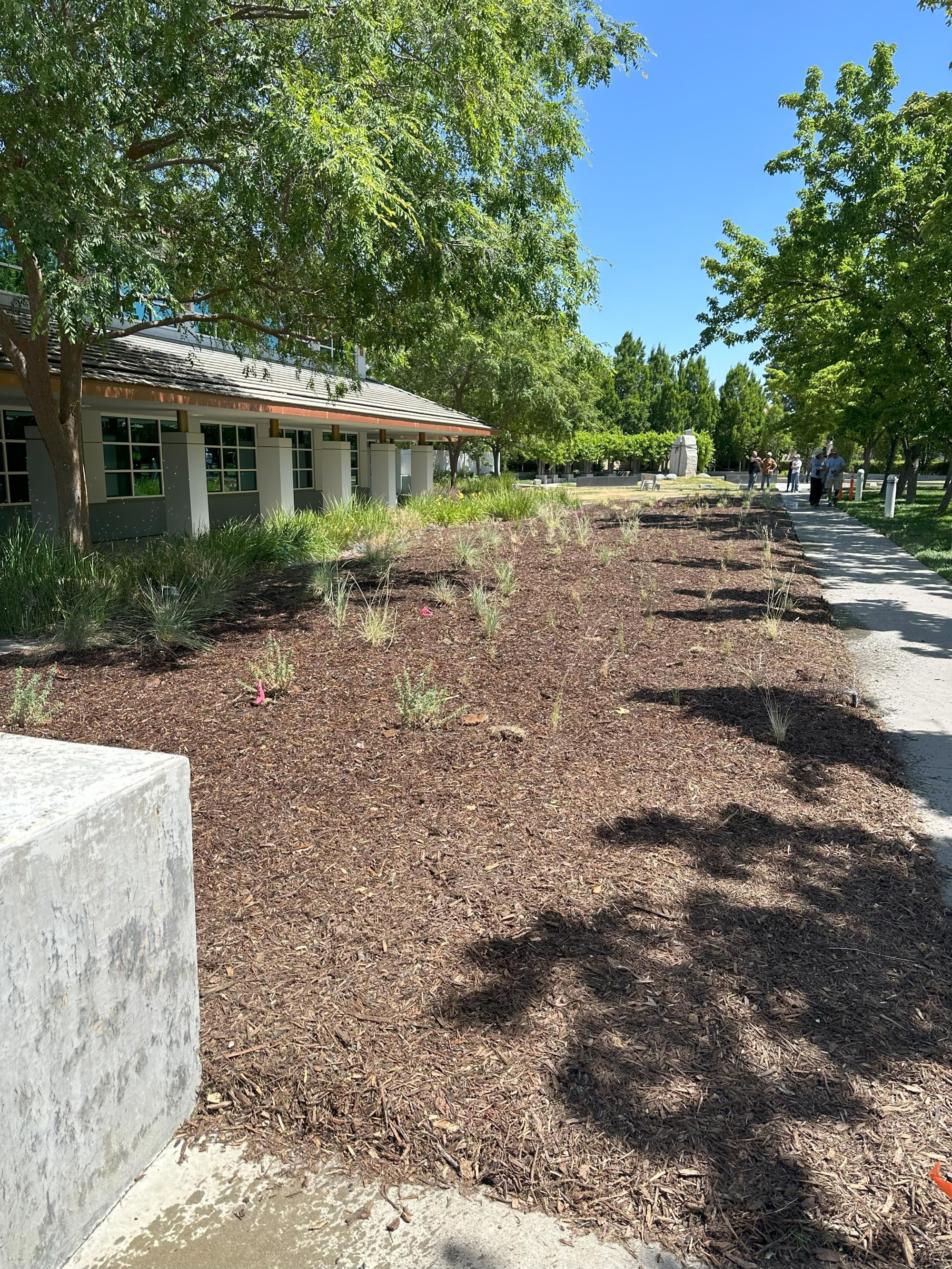 City Hall carbon garden after