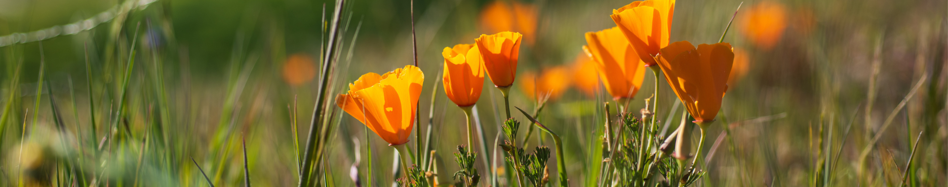 poppies