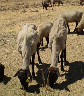 Sheep with visible ribs