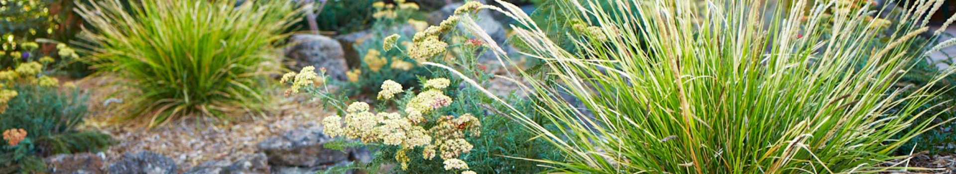 Drought-Tolerant Garden